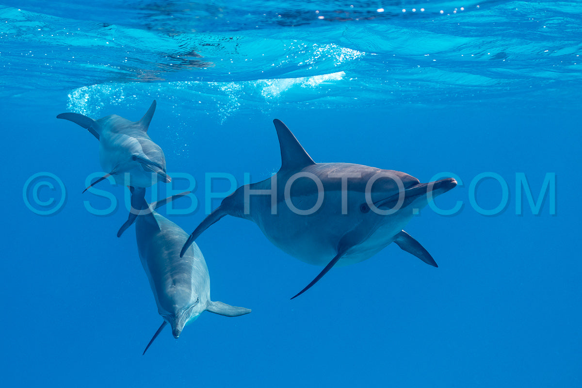 pod of Spinner dolphins (Stenella longirorstris) swimming over sand in Sataya reef- Egypt- Red Sea