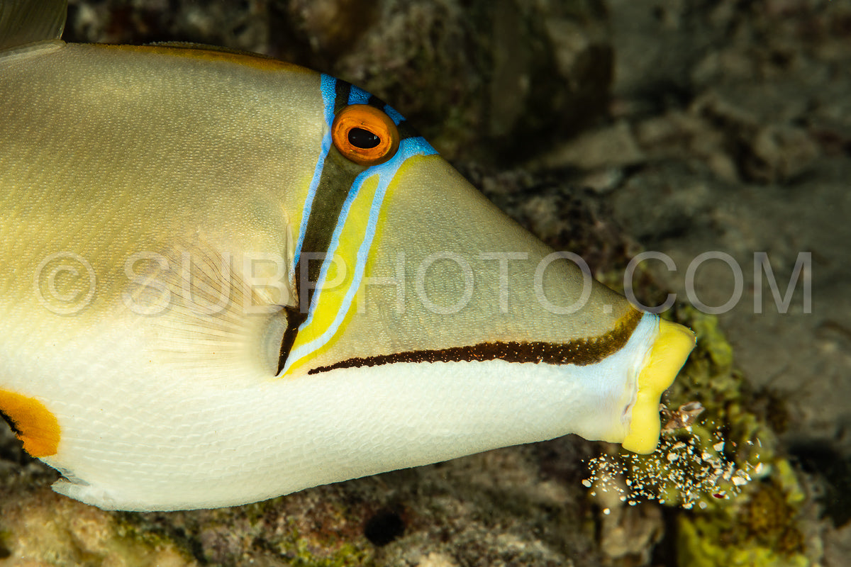 Assasi triggerfish or Arabian picassofish