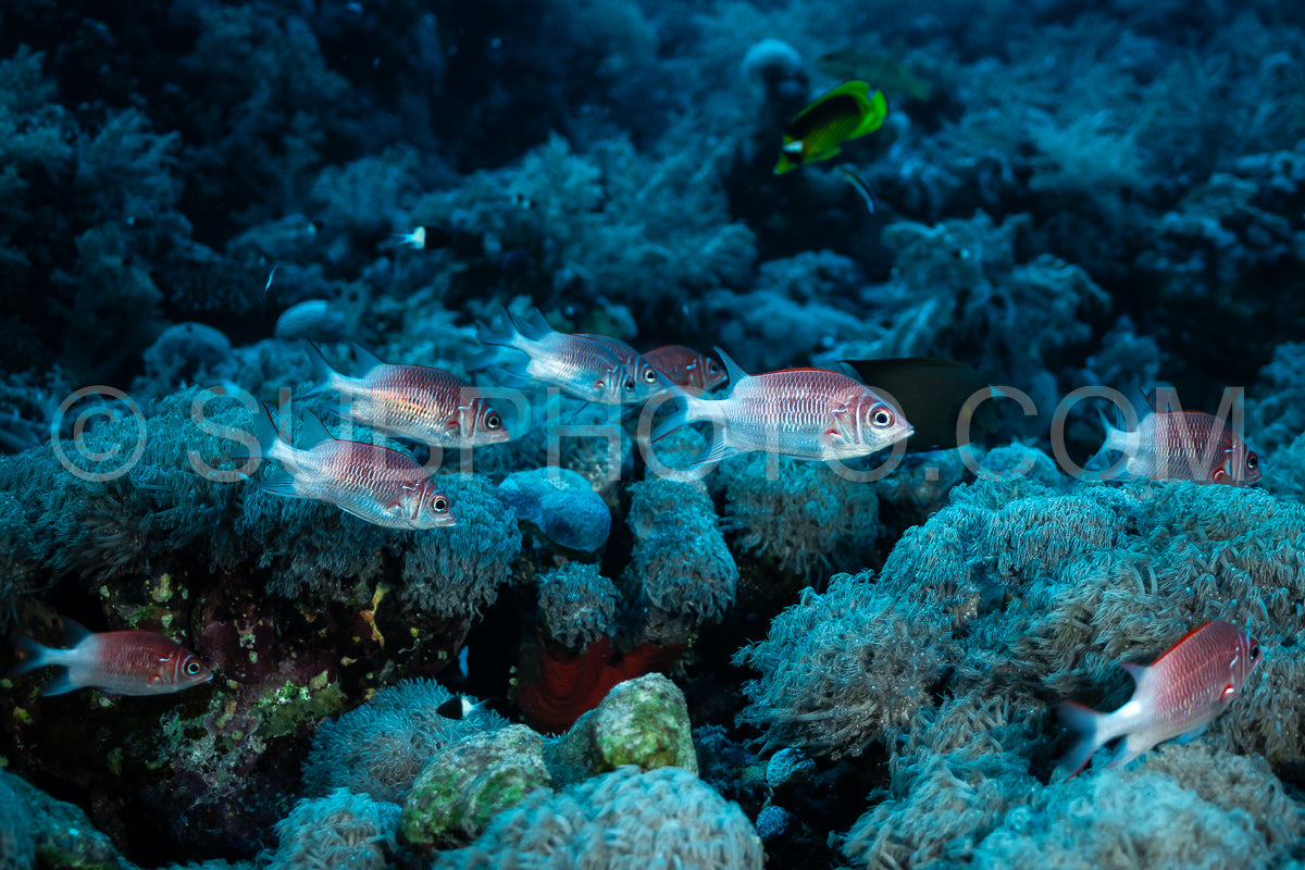 Photo de poisson écureuil à taches noires ou poisson écureuil à queue blanche