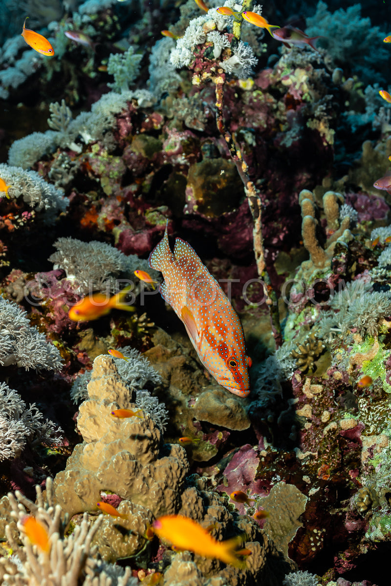 Photo de Mérou corail patrouillant son territoire en mer Rouge