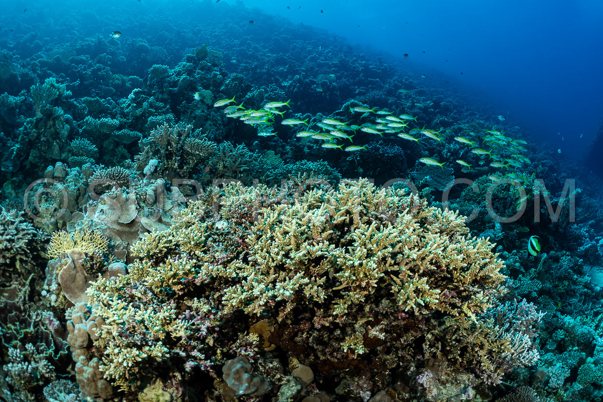 A close-up of a healthy coral reef in the Red Sea- with a school of fish swimming through the clear blue water.