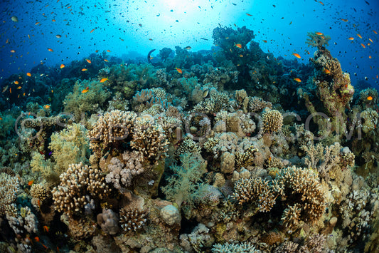 A diverse ecosystem of coral reefs with abundant colorful fish swimming in the clear blue water of the Red Sea.