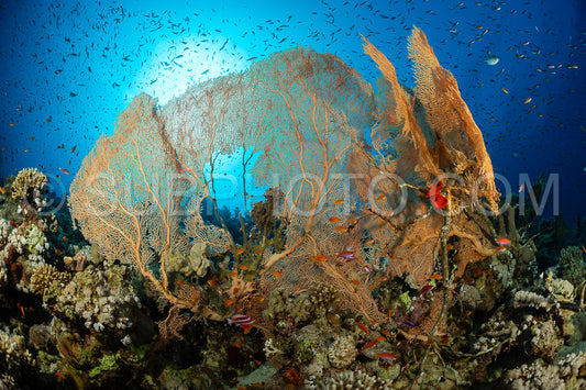 A large- fan-shaped gorgonian coral stands tall on the reef floor- its branches intricately woven. Small fish swim through the coral- creating a vibrant underwater scene.