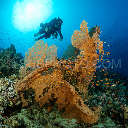 A diver in full scuba gear- using a rebreather- floats above a large- fan-shaped coral. The coral is a vibrant orange color and is surrounded by a variety of smaller corals and fish.