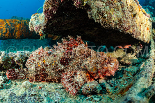 A scorpionfish- with its red and orange body and spiky fins- is blending in with the rocky reef in the Red Sea.