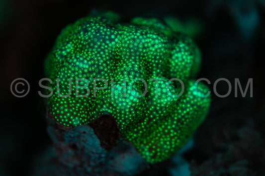 A close-up shot of coral in the Red Sea illuminated by UV light- causing it to glow a vibrant green.