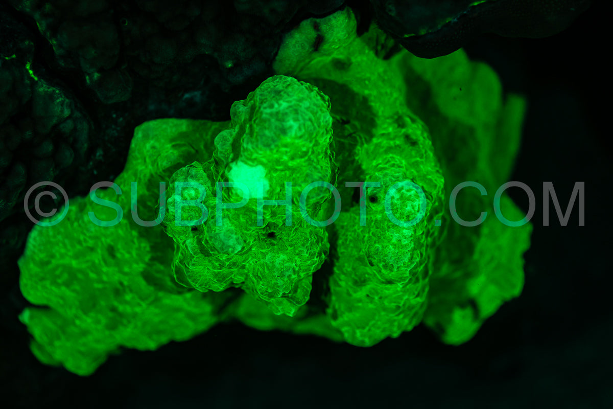 A close-up image of coral in the Red Sea illuminated with ultraviolet light- revealing its vibrant green fluorescence.