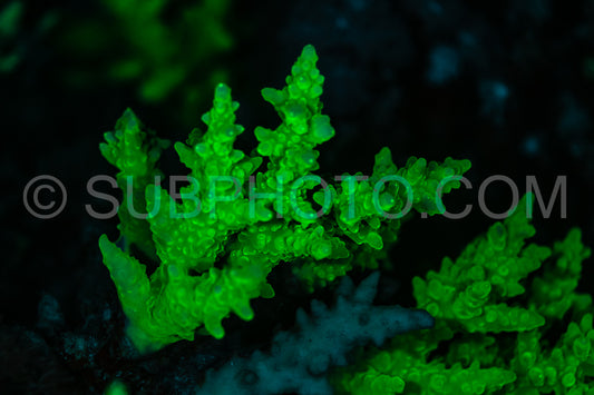 A close-up of a coral polyp in the Red Sea illuminated by ultraviolet light- revealing its bright green fluorescence.