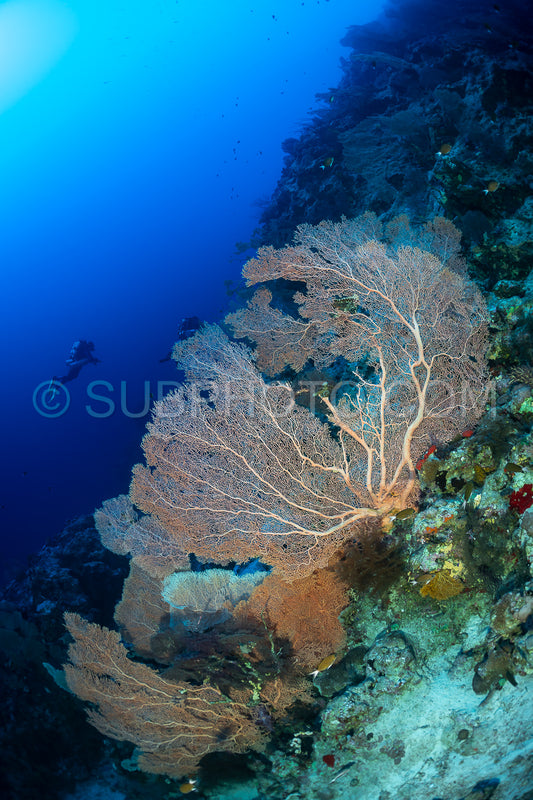 A diver swims through the crystal clear water- passing a large- delicate sea fan growing on a coral wall. The sea fan is pale white- with a branching structure that resembles a tree.