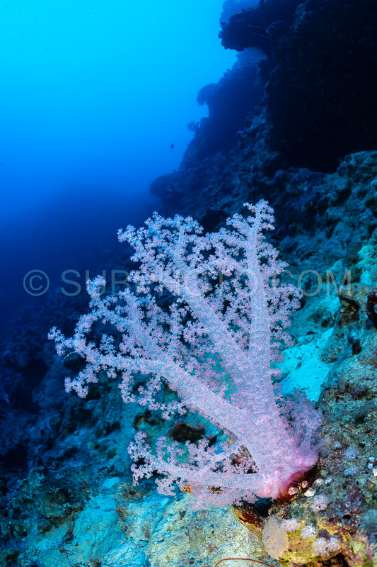 A soft coral- with many branches and a pale pink color- grows on the wall of a reef in the Red Sea.