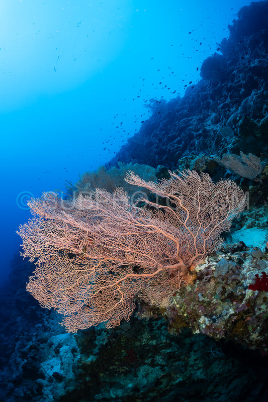 A delicate- pink sea fan grows from a coral reef wall in the Red Sea. Small fish swim in the background.