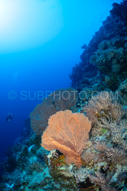 A diver swims near a coral reef- observing a large fan coral in front of a rock wall. The coral appears bright orange and contrasts the blue waters of the Red Sea.