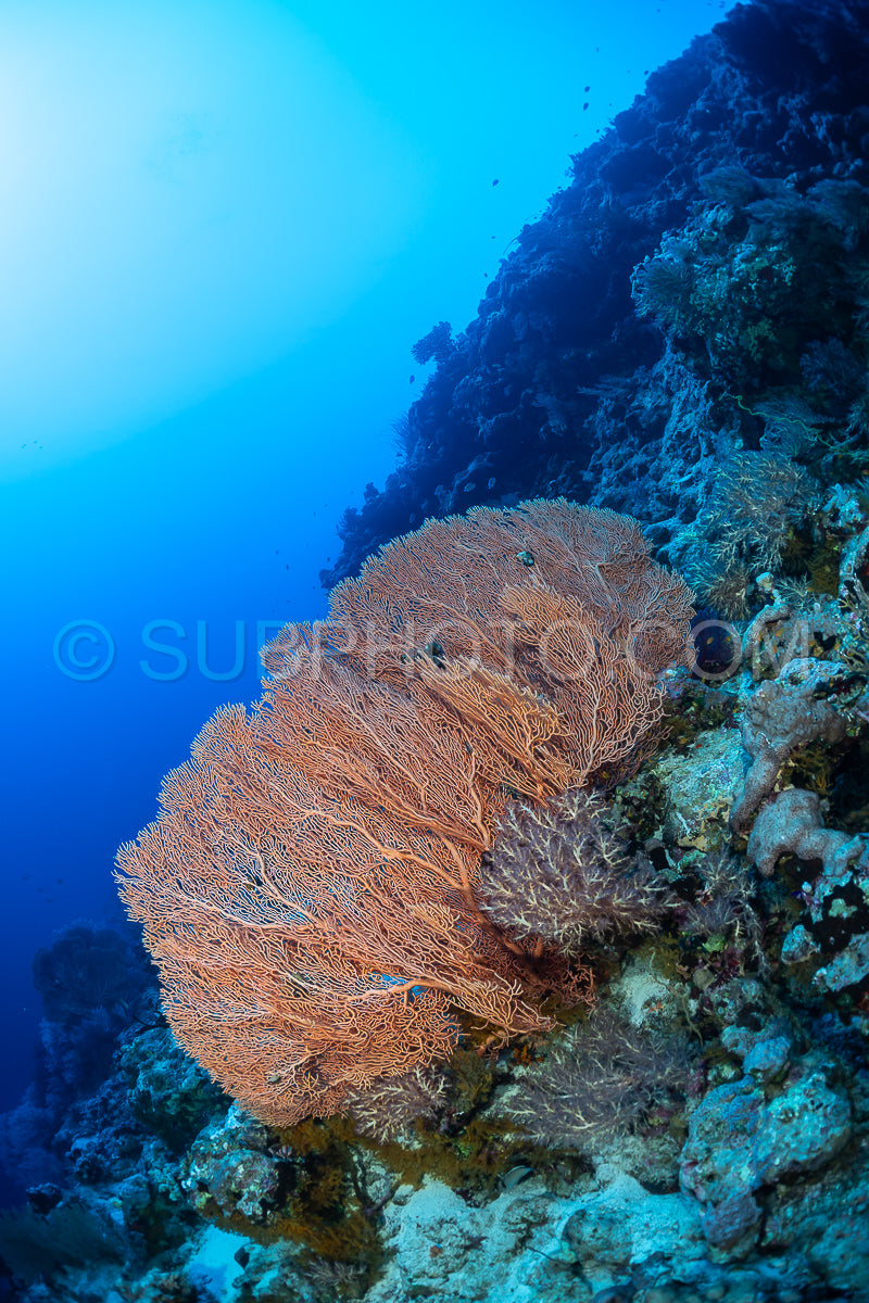 A large- delicate sea fan grows on a rocky reef wall. The sea fan is a light orange color and has many branches. The water is blue and clear- and the sun is shining brightly.
