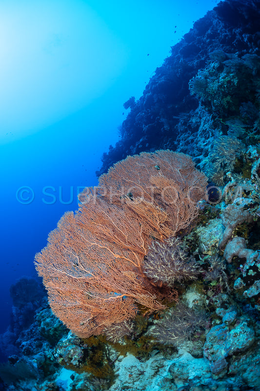 A large- delicate sea fan grows on a rocky reef wall. The sea fan is a light orange color and has many branches. The water is blue and clear- and the sun is shining brightly.