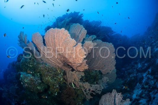 A large- fan-shaped gorgonian coral- with intricate branches- is attached to a vertical reef wall. The coral is light pink and grows in the clear blue water of the Red Sea.