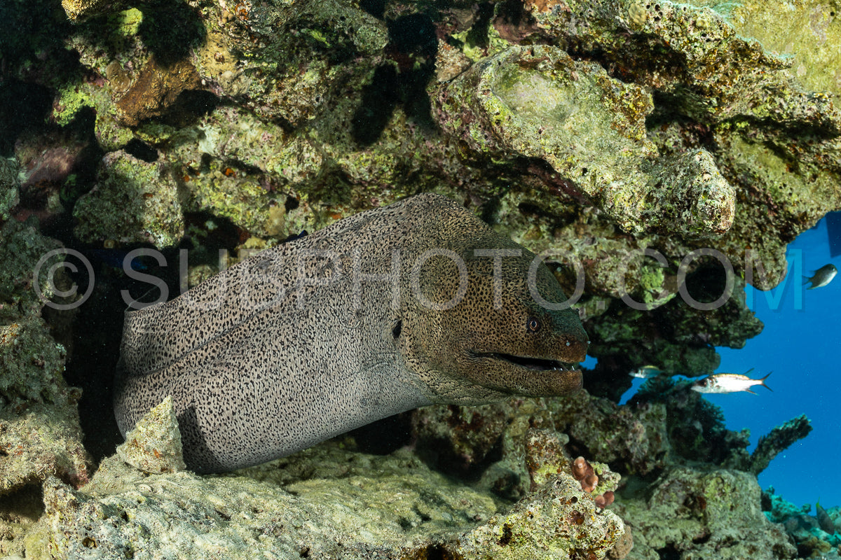 A large moray eel is partially hidden in a coral reef- its head and part of its body visible. The eel has a spotted- dark gray body and is looking out from its hiding place.