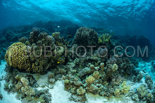 A wide underwater shot of a coral reef in the Red Sea. The reef is covered in a variety of corals- including brain coral- staghorn coral- and soft corals.
