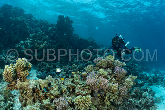 A diver wearing a closed-circuit rebreather swims through the Red Sea. They are surrounded by colorful coral and marine life. The water is clear and blue- with sunlight filtering through the surface.