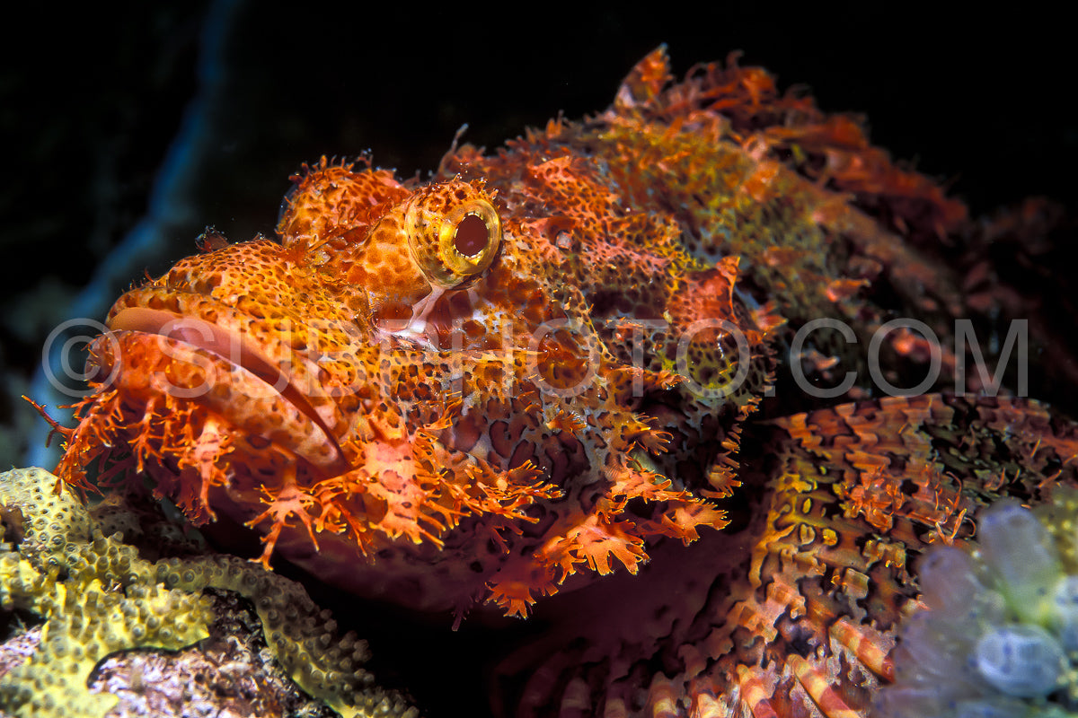 Photo de rascasse à lunettes sur corail