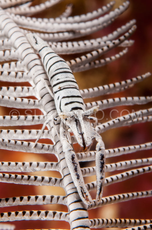 black and white ambon crinoid shrimp