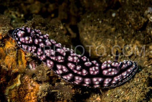 Photo de doris limace de mer nudibranche