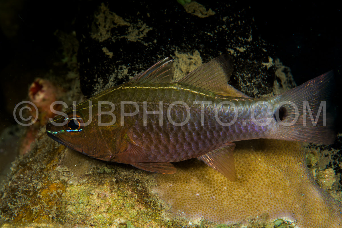 Photo de poisson cardinal argenté