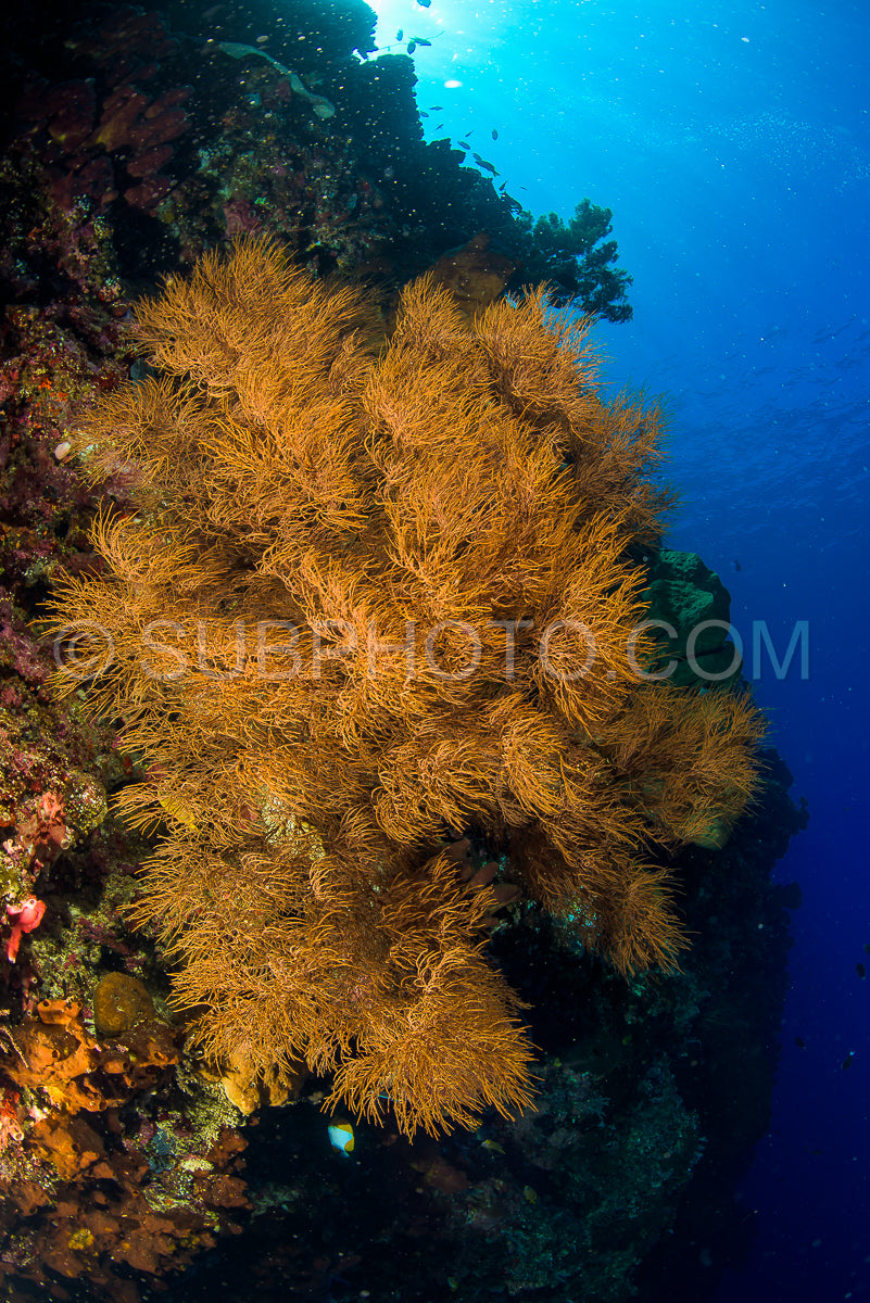 reef with soft and hard coral under the sun