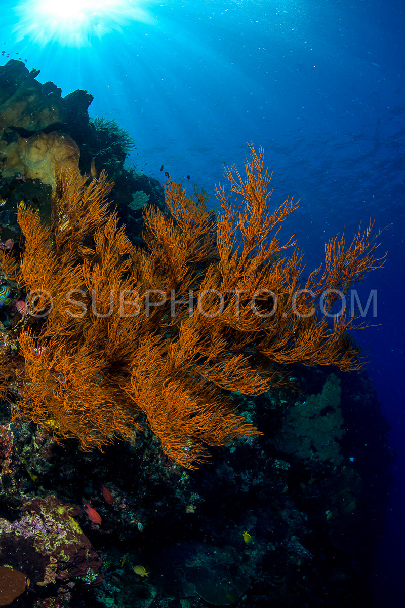 reef with soft and hard coral under the sun