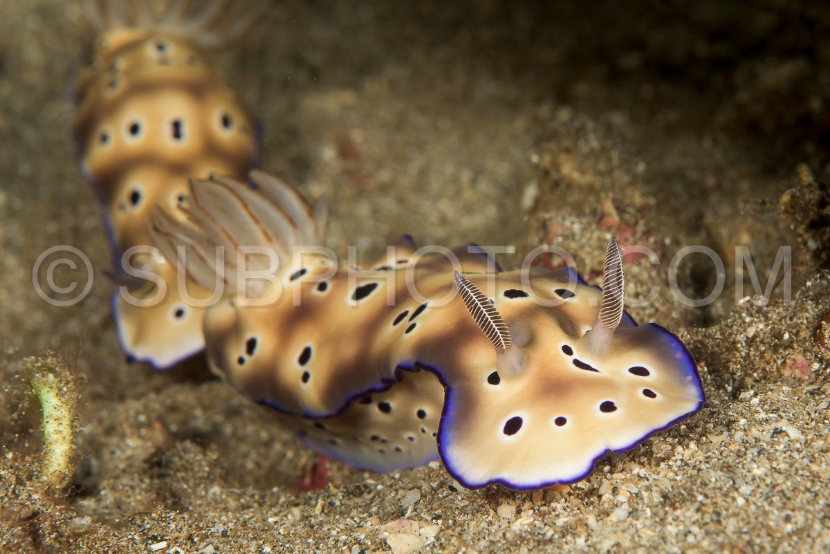 Photo de nudibranche limace de mer