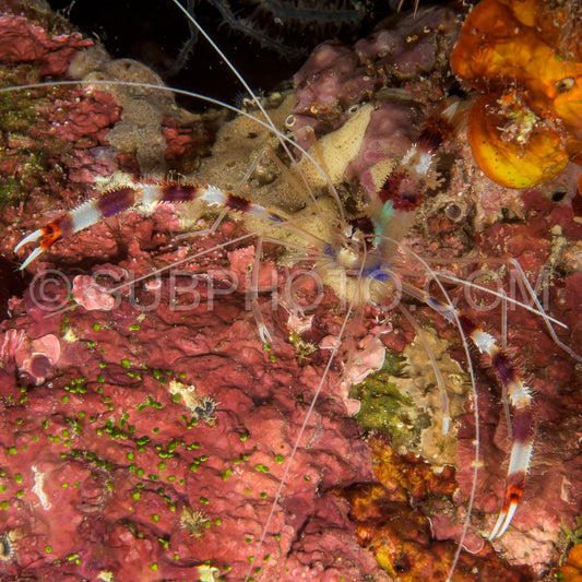 Photo de crevette corail à bandes boxer