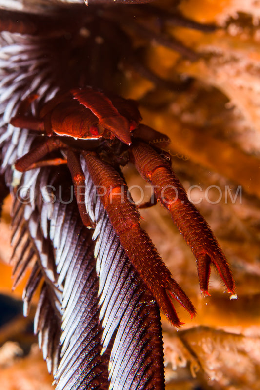 Photo de crinoïde de baba rouge foncé squat lobster