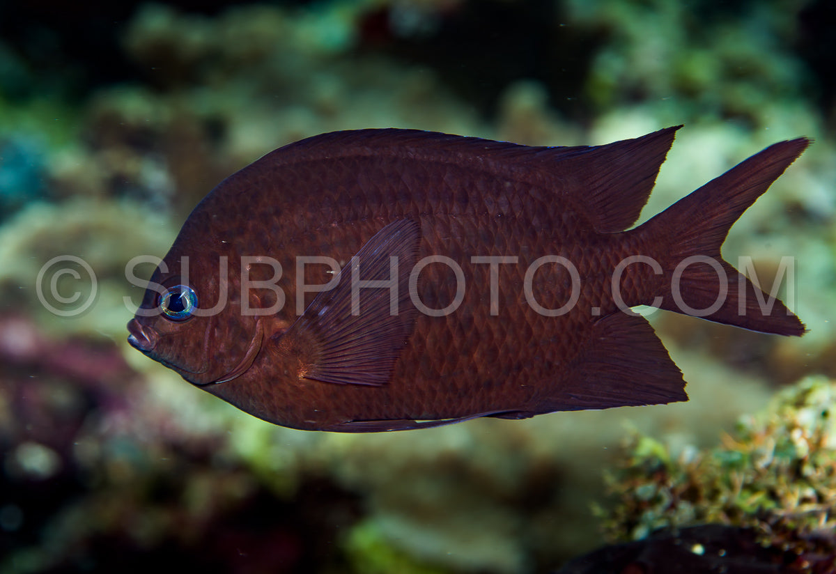 Photo de poisson damsel de komodo