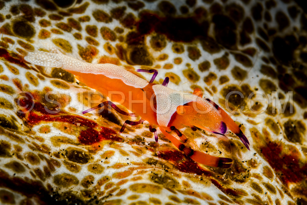 Photo de crevettes empereur sur concombre de mer