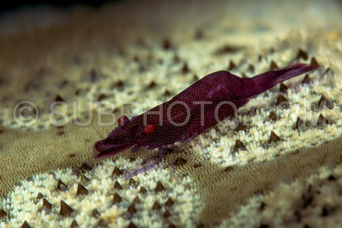 Photo de crevettes rouges