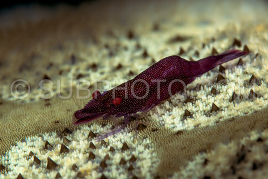 Photo de crevettes rouges