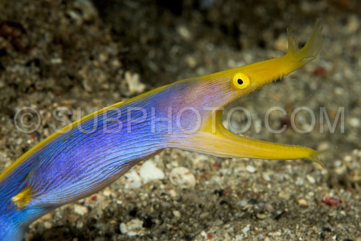 Photo de anguille du ruban bleu