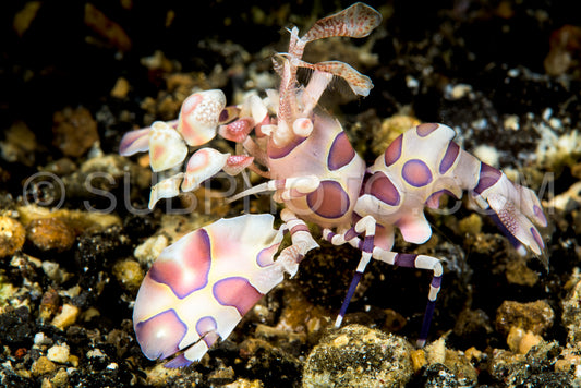 Photo de Crevette arlequin dans le détroit de Lembeh - Indonésie