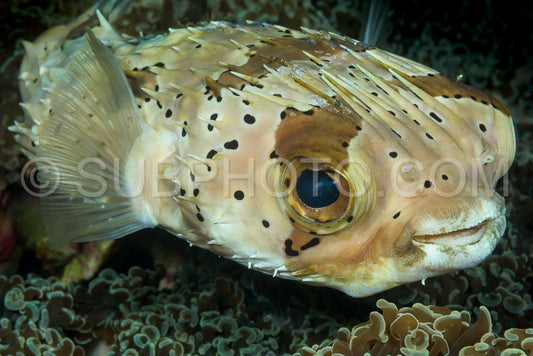Photo de rascasse tachetée poisson