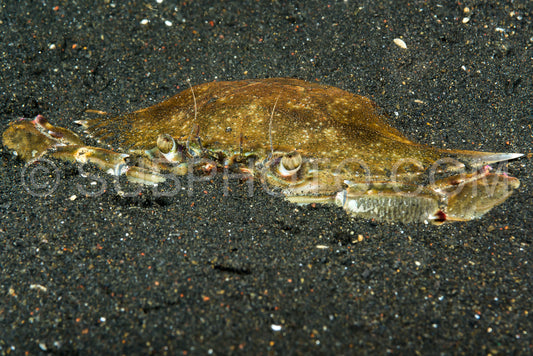 Photo de crabe bleu nageur enfoui dans le sable volcanique