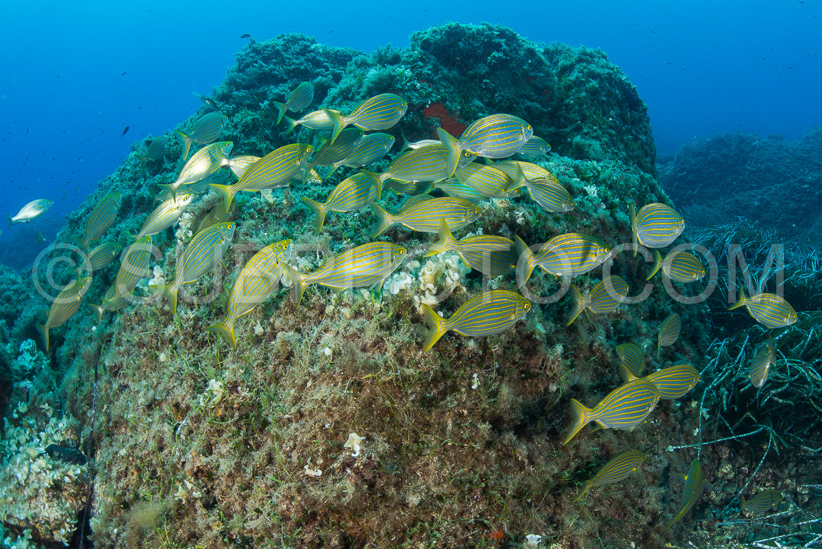 Photo de école de sarpa salpa goldline fish