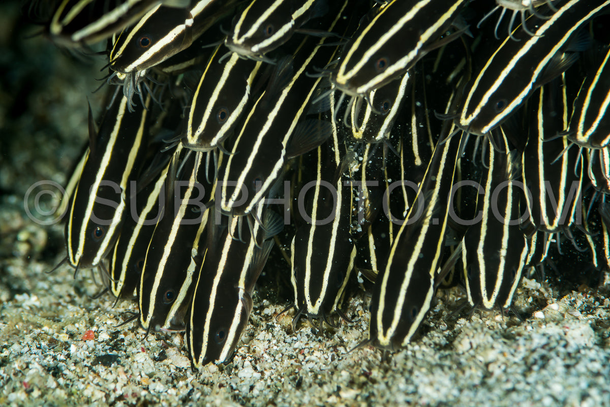 Photo de la scolarisation de juvéniles de poisson-chat corail ou de poisson-chat anguille rayée ou de poisson-chat d'eau salée