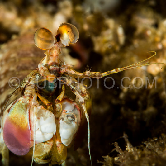 Photo de crevette-mante à bec court