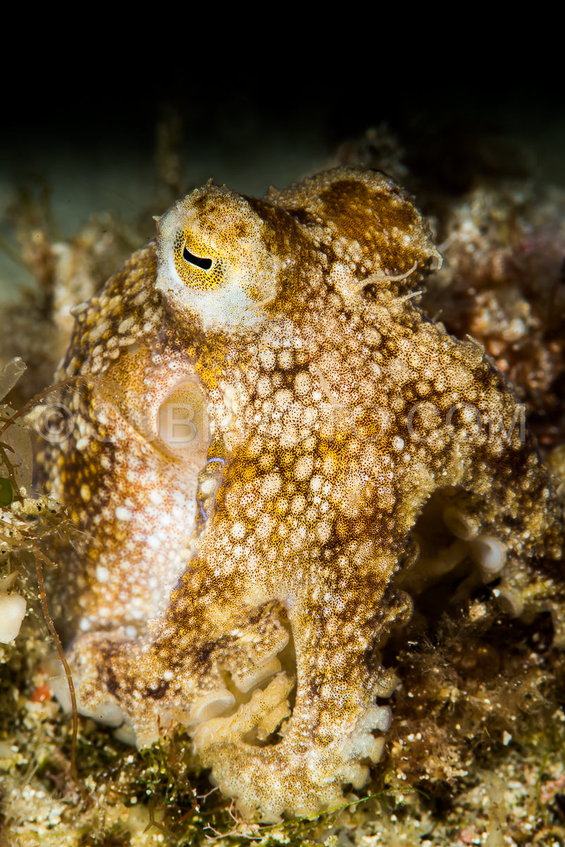 Photo de Pieuvre ocellée empoisonnée