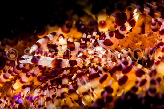 Photo de Couple de crevettes Coleman dans un oursin de feu