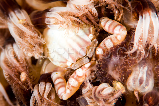 Photo de crabe trilobé en porcelaine