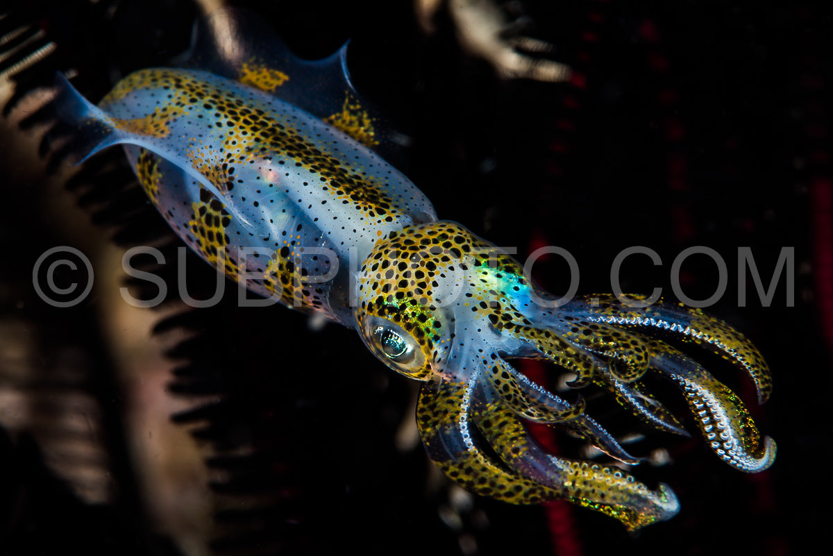 bigfin reef squid