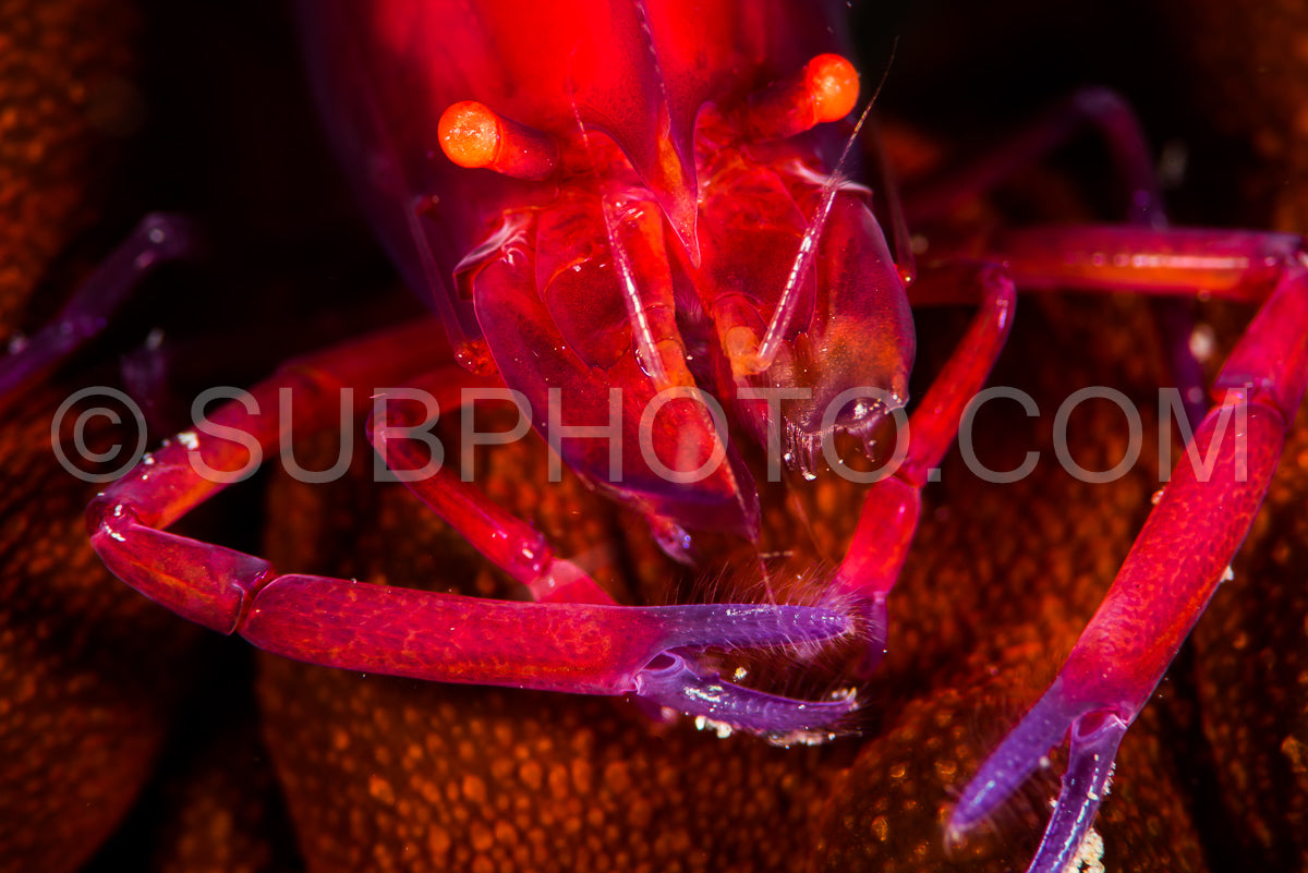 Photo de crevette serpentine indéterminée sur un concombre de mer