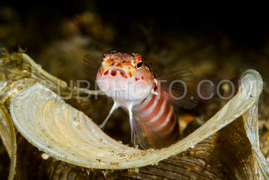 Photo de crevette à bande rougegoby