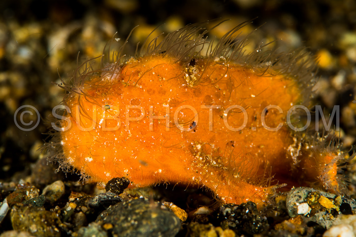 Photo de juvénile de grenouille striée poilue