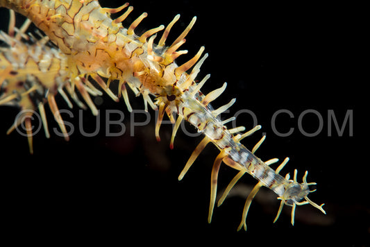 Female ornate ghost pipefish